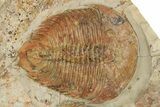 Two Beautiful Dikelokephalina Trilobites With Echinoderm - Morocco #260367-2
